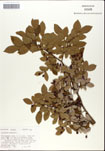 Vaccinium