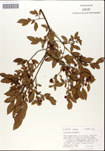 Vaccinium