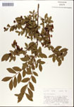 Vaccinium