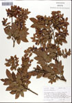 Vaccinium