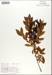 Vaccinium