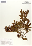 Vaccinium
