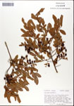 Vaccinium