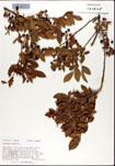 Vaccinium