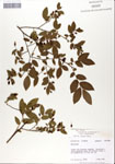 000046847-thumbnail.jpg