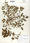 000046848-thumbnail.jpg