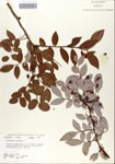 000046853-thumbnail.jpg