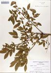 000046861-thumbnail.jpg