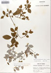 000046871-thumbnail.jpg