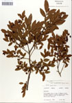 000046872-thumbnail.jpg