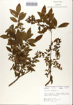 000046874-thumbnail.jpg