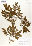 000046887-thumbnail.jpg