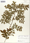 Vaccinium