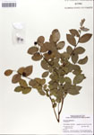 000046893-thumbnail.jpg