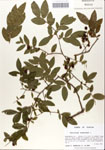 000046894-thumbnail.jpg