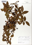 000046898-thumbnail.jpg