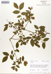 000046899-thumbnail.jpg