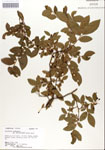 000046900-thumbnail.jpg