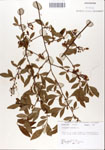 000046903-thumbnail.jpg