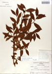 000046905-thumbnail.jpg