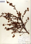 000046909-thumbnail.jpg