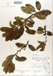 Ilex