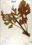 Silphium