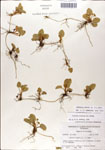 Centella