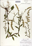 Solidago