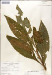 000049407-thumbnail.jpg