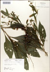 000049408-thumbnail.jpg