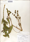 000049418-thumbnail.jpg