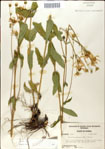 000049419-thumbnail.jpg