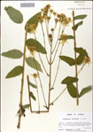 000049424-thumbnail.jpg