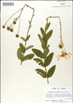 000049425-thumbnail.jpg