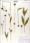 000049429-thumbnail.jpg