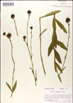 000049432-thumbnail.jpg