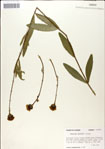 000049434-thumbnail.jpg