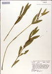 000049447-thumbnail.jpg