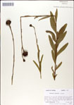 000049450-thumbnail.jpg