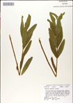 000049453-thumbnail.jpg