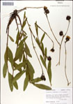 000049454-thumbnail.jpg