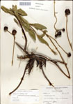 000049460-thumbnail.jpg