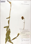 000049464-thumbnail.jpg