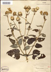 000049475-thumbnail.jpg