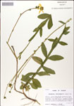 000049477-thumbnail.jpg
