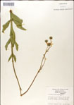 000049480-thumbnail.jpg