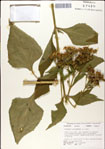 000049481-thumbnail.jpg