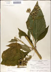 000049482-thumbnail.jpg