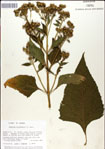 000049483-thumbnail.jpg
